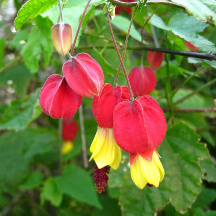 Abutilon megapotamicum