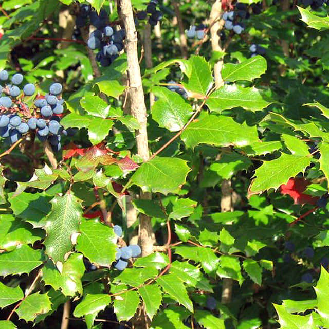 Mahonia aquifolium