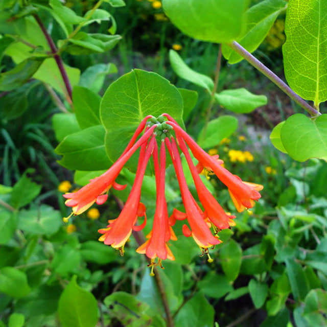 Lonicera x brownii Dropmore Scarlet