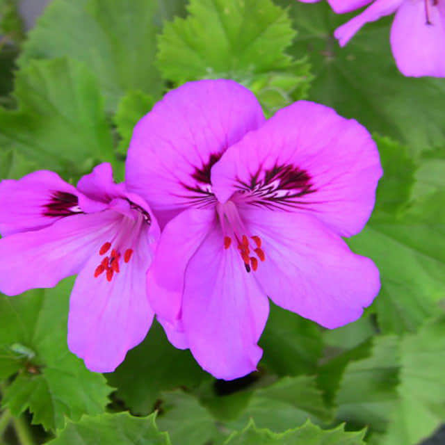 Pelargonium x domesticum Aztec Leggy Stems