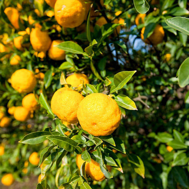 Citrus medica