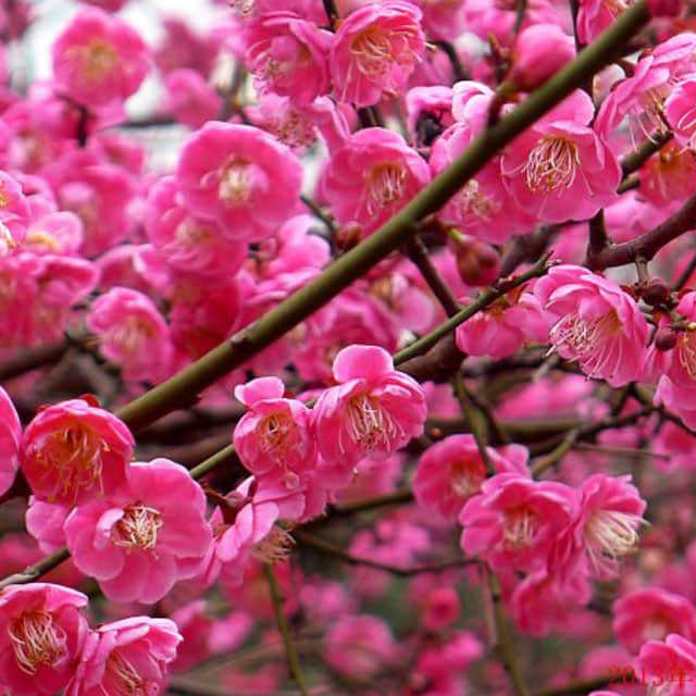 Prunus maritima