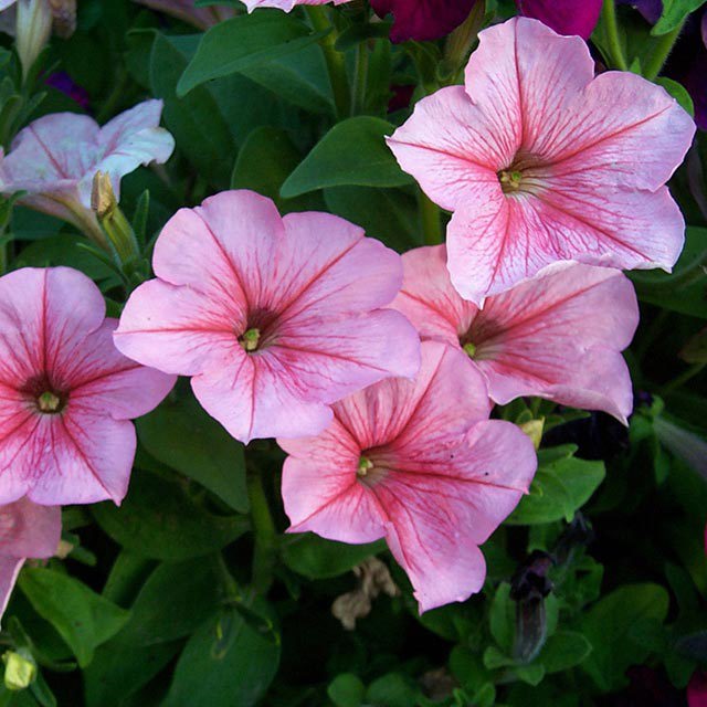 Petunia x hybrida