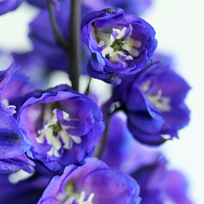 Delphinium (Larkspur) White Powder