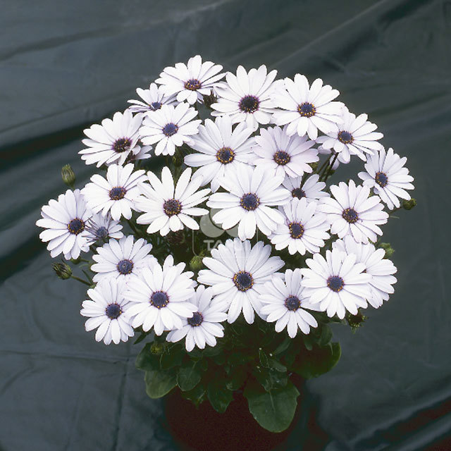 Osteospermum White