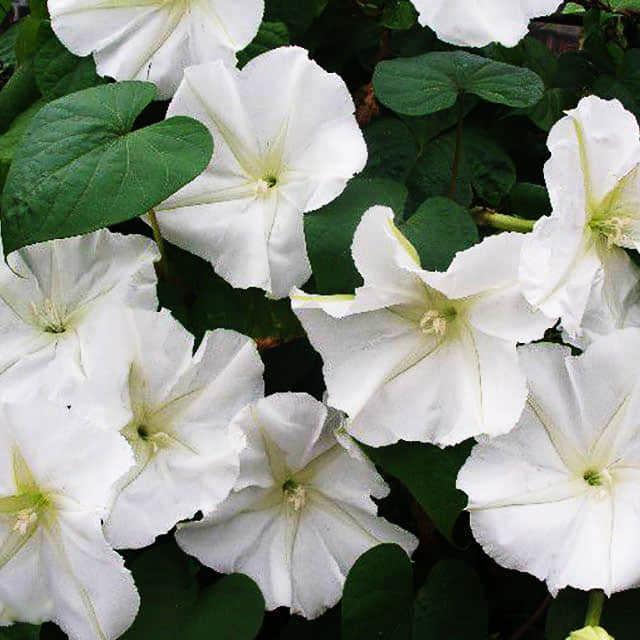 Ipomoea alba