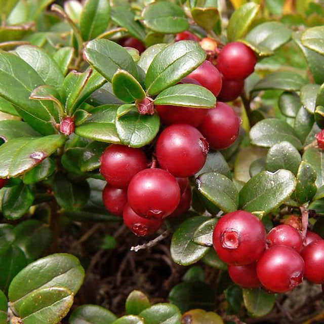 Vaccinium vitis-idaea