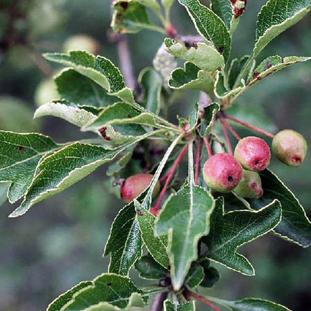 Malus toringoides White Powder
