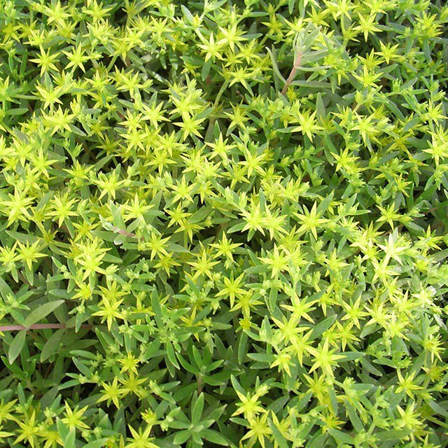 Sedum lineare Drooping Leaves