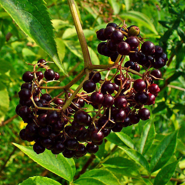Sambucus canadensis