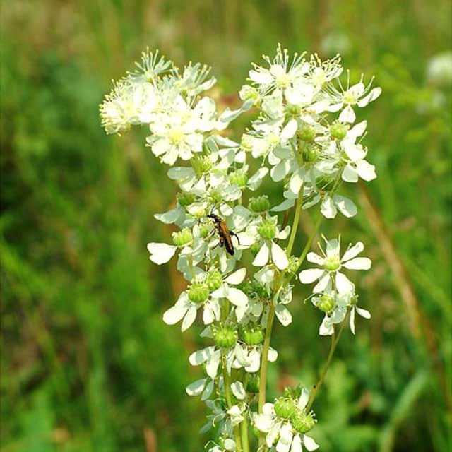 Filipendula vulgaris