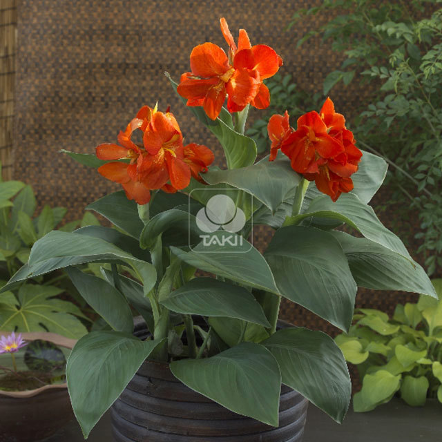 Canna South Pacific F1 Scarlet