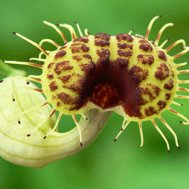 Aristolochia californica