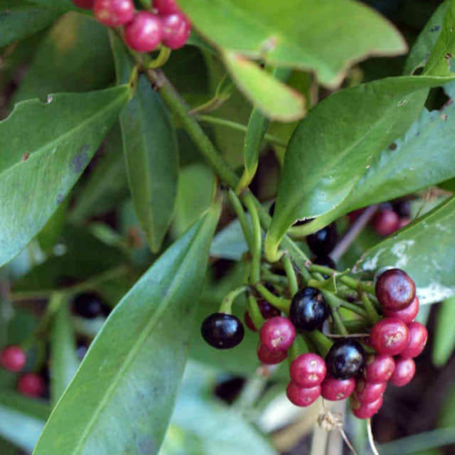 Ardisia humilis