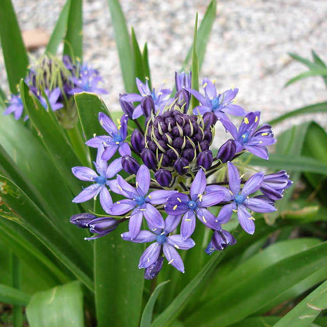 Scilla bifolia