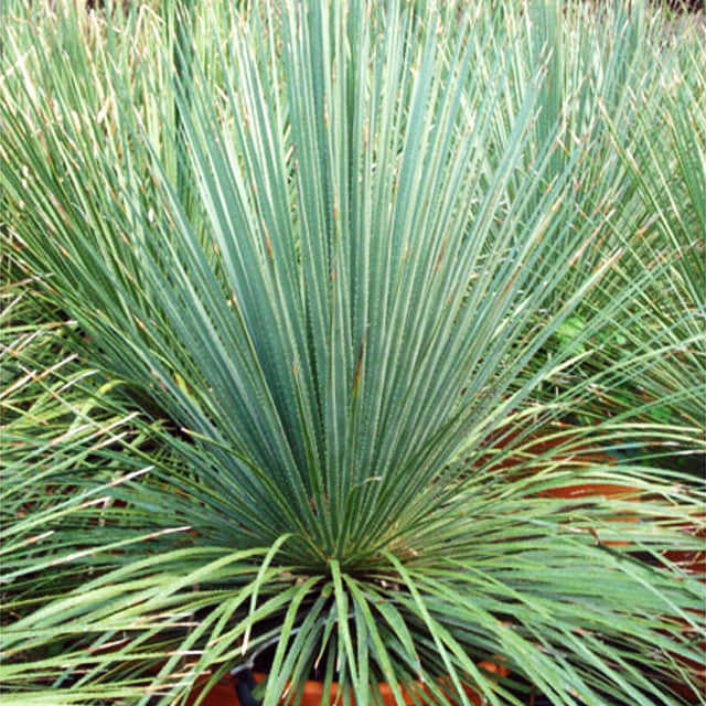 Dasylirion glaucophyllum