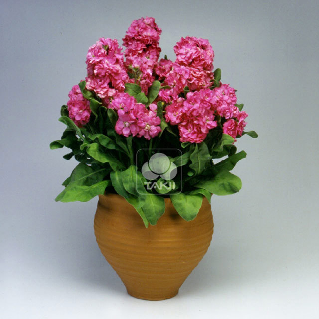 Matthiola cinderella Hot Pink