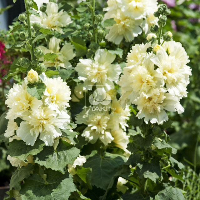 Alcea Lemon