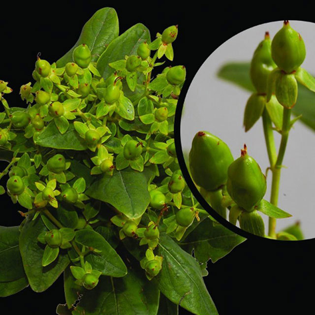 Hypericum Green Jewel