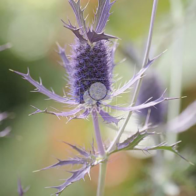 Eryngium leavenworthii Purple Sheen