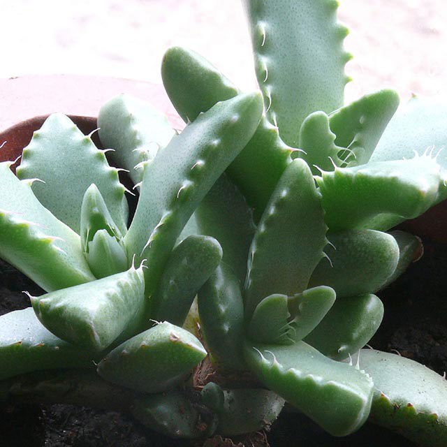 Faucaria boschiana White Cottony Spots