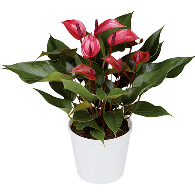 Anthurium andraeanum Cherry Champion Ragnatele sottili