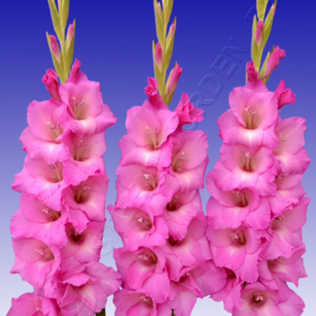 Gladiolus Roxy