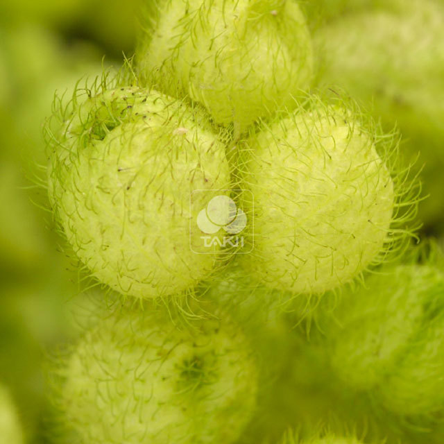 Gomphocarpus physocarpus Hairy Balls