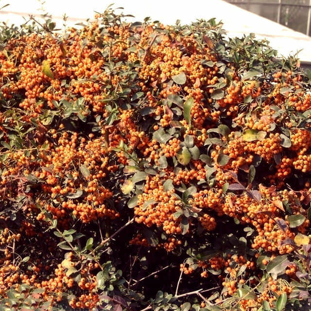 Pyracantha