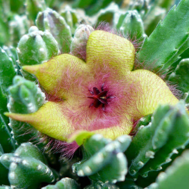 Stapelia gigantea