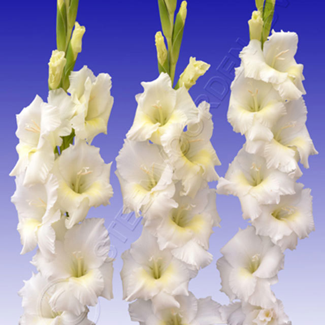 Gladiolus White Friendship