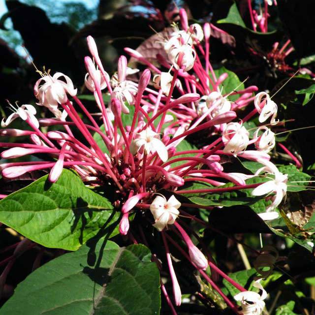 Clerodendrum quadriloculare