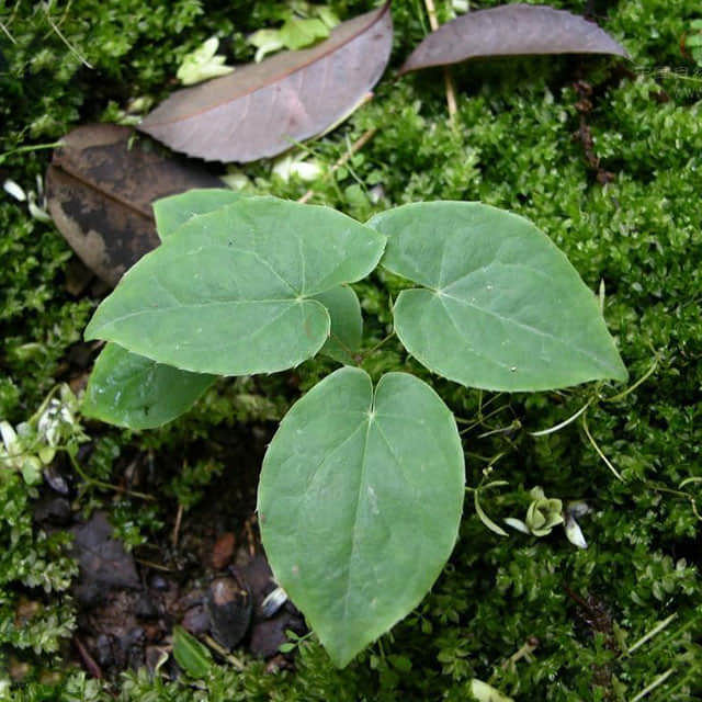 Epimedium
