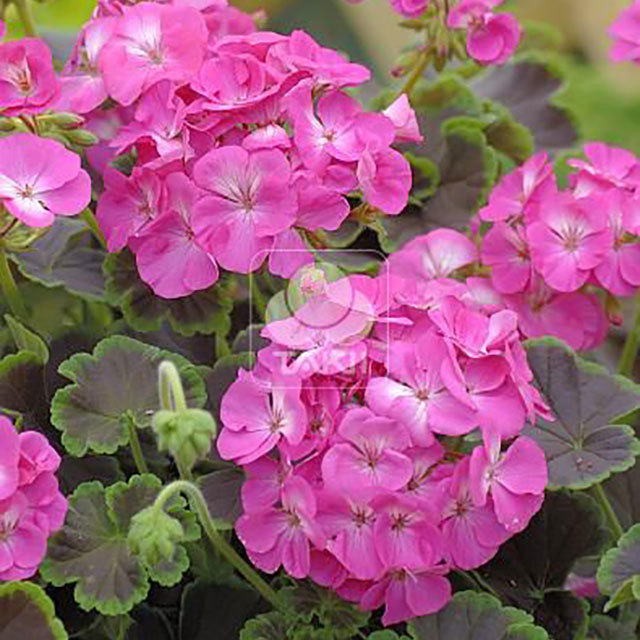 Pelargonium Black Velvet F1 Rose Leggy Stems