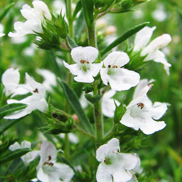 Satureja montana