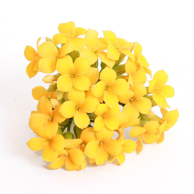 Kalanchoe Passion Hera Brown Leaf Tips
