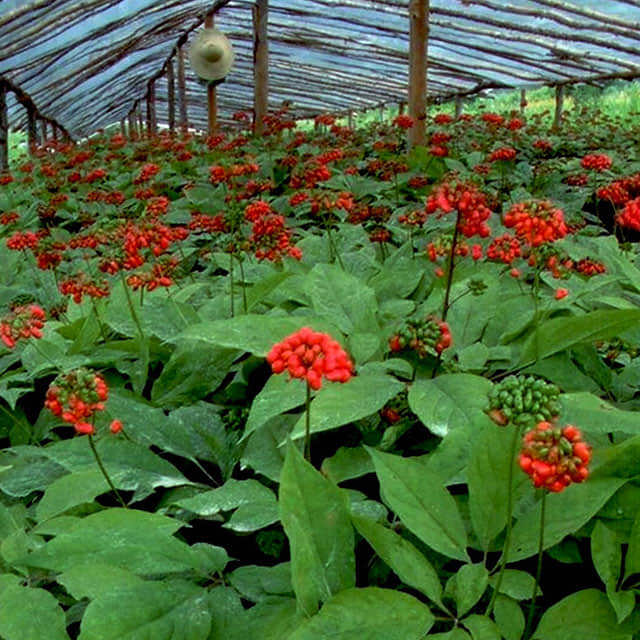 Panax ginseng