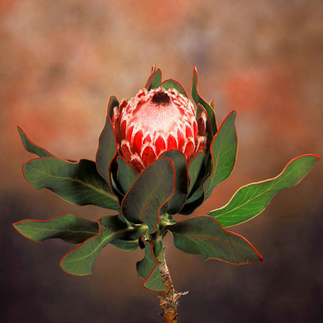 Protea Bot River Barbigera
