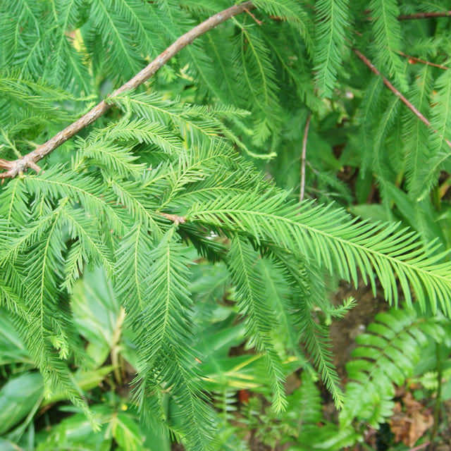 Taxodium distichum