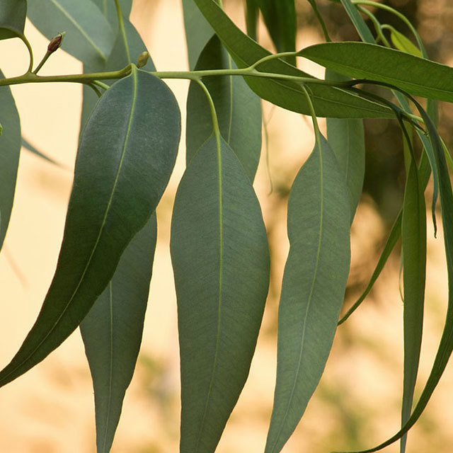 Eucalyptus