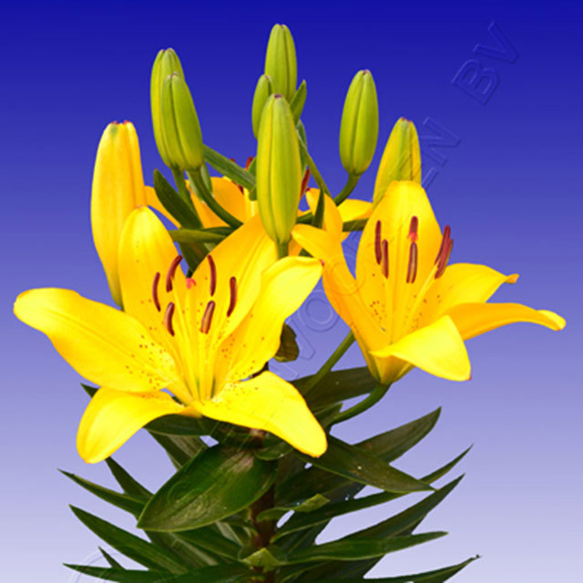 Lily Golden Matrix Sudden Leaf Drop