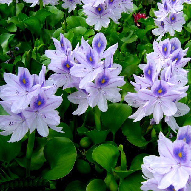 Eichhornia crassipes