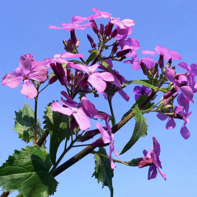 Lunaria annua