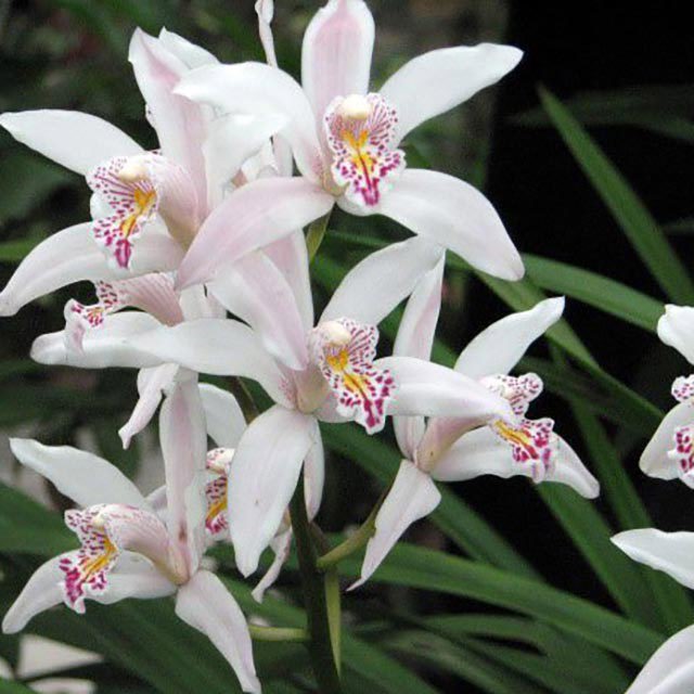 Cymbidium insigne