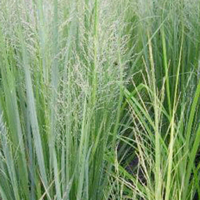 Panicum virgatum (Switchgrass)