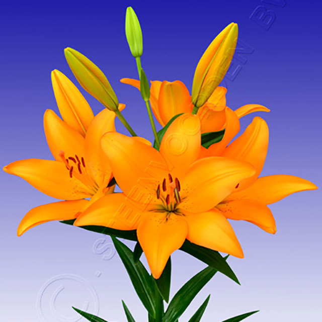 Lilium Casino Royale Fine Webbing