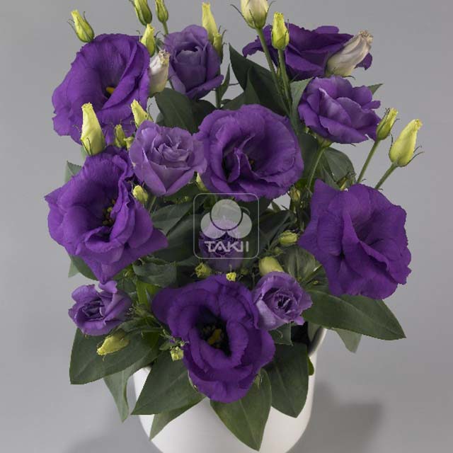 Eustoma russellianum Rosie F1