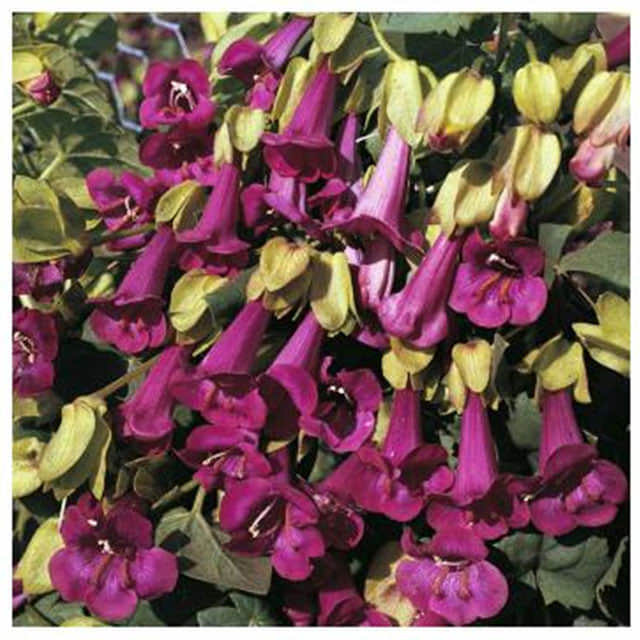 Asarina antirrhiniflora