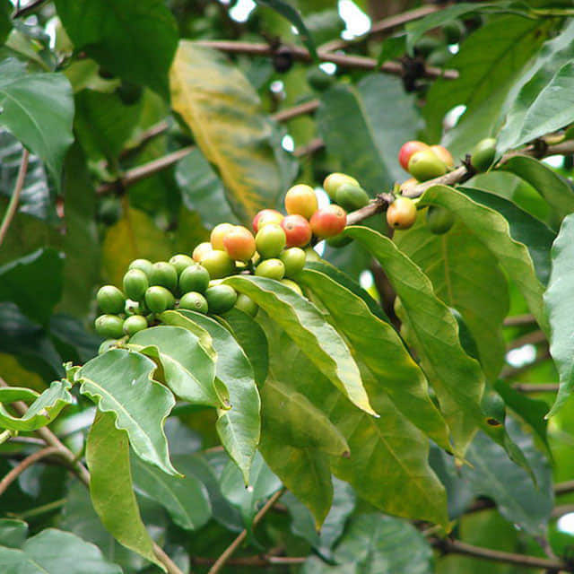 Coffea arabica