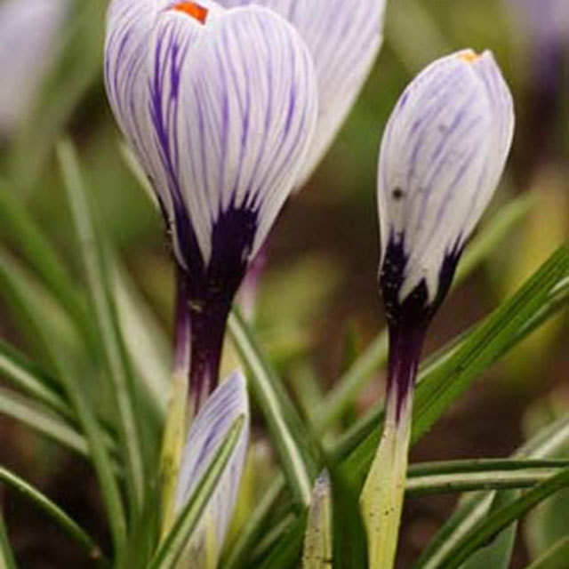 Crocus Pickwick